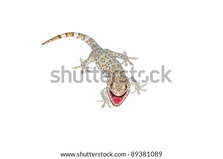 gecko reptile lizard against a white background.