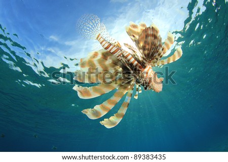 Lionfish hunting in the Sea, backlit by Sunburst