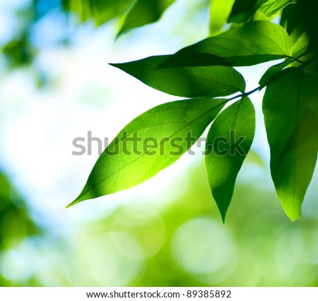 Green Leaves.Nature Royalty-Free Stock Photo #89385892