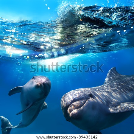 two dolphins underwater and breaking splashing wave above them Royalty-Free Stock Photo #89433142