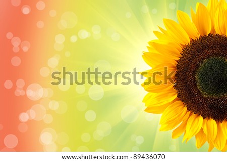sunflower on bright background