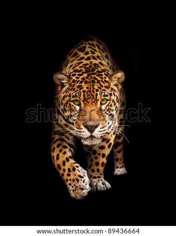 Spotted wild cat - Panther, looking and walking to the camera. Black background, shadows. The same over white - id 75989233