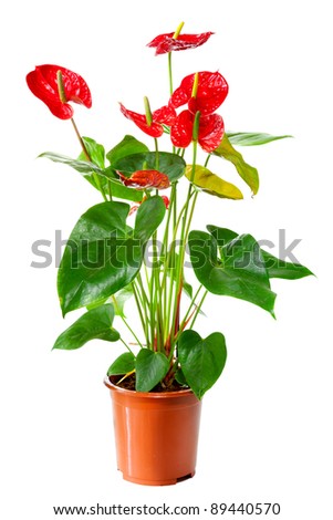 Blossoming plant of Anthurium/Flamingo flowers in flowerpot isolated on white Royalty-Free Stock Photo #89440570