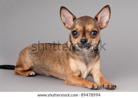 miniature chihuahua dog lying down on  gray background
