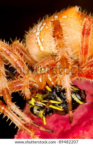 European garden spider, Araneus diadematus, eating a wasp.
