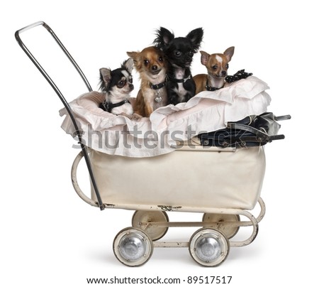 Four Chihuahuas sitting in baby stroller in front of white background