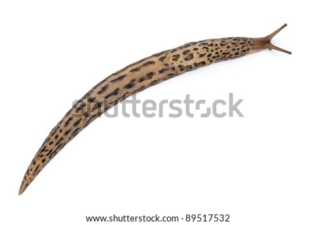 Leopard slug - Limax maximus, in front of white background