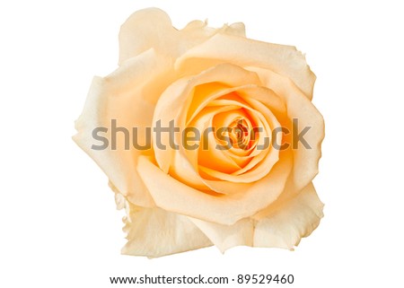 Beautiful orange rose, isolated on white