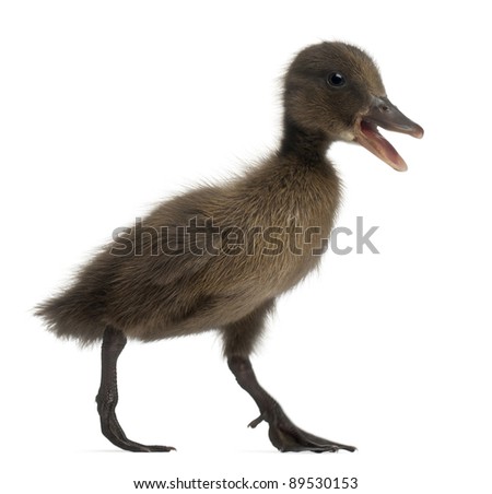Black Mallard or wild duck, Anas platyrhynchos, 3 weeks old, in front of white background