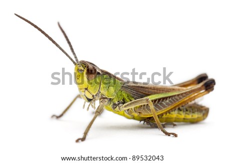 Grasshopper in front of white background Royalty-Free Stock Photo #89532043