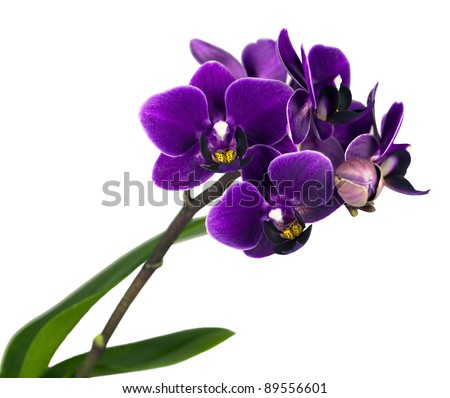 Deep purple orchidea phalaenopsis isolated on white background