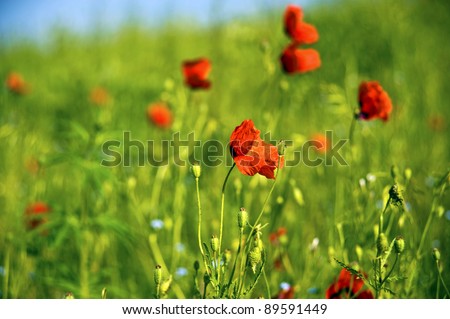 beautiful poppy flower with green background
