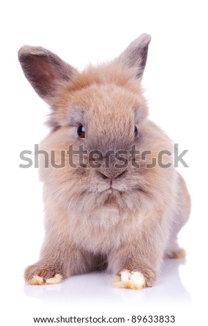 portrait picture of a sweet little bunny posing for the camera, on white background