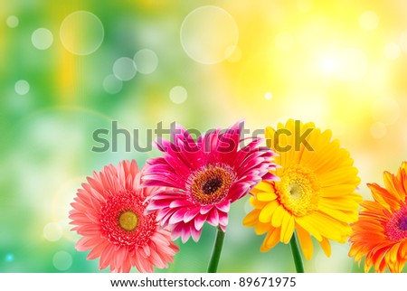 Gerber flowers on green summer background