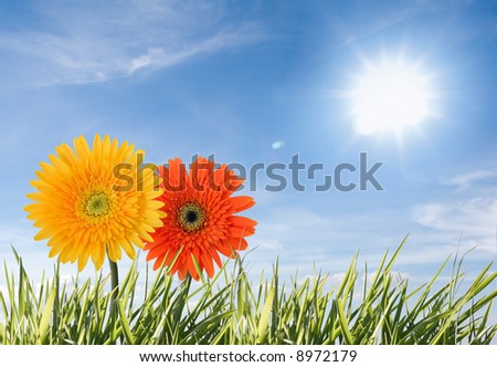 two flowers isolated against blue and sunny sky