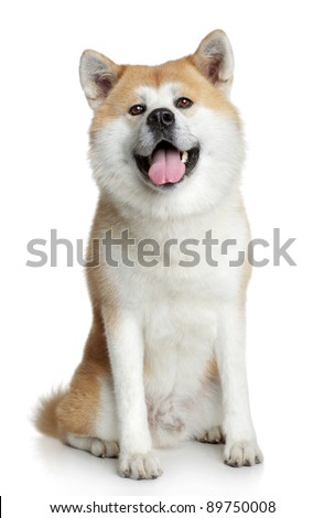 Akita inu dog portrait on white background