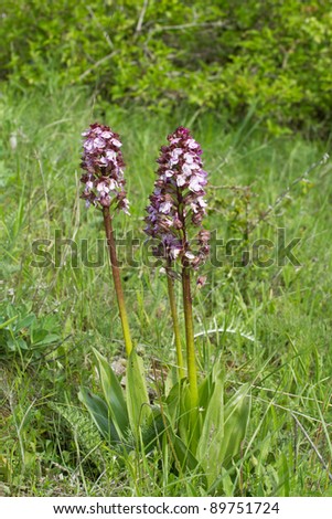 Lady Orchid, Orchis purpurea, in blossom in a meadow