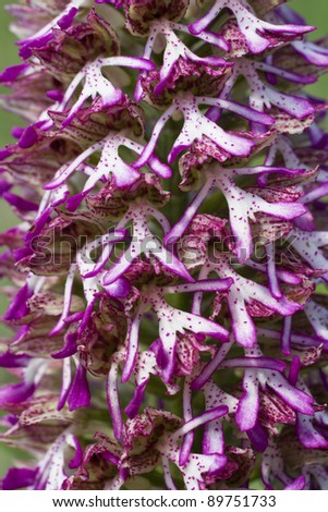 Detail of a natural hybrid between Orchis purpurea and Orchis simia