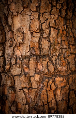 Bark of Pine Tree Royalty-Free Stock Photo #89778385