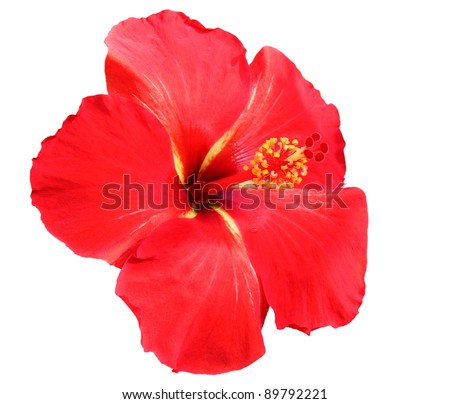Red Hibiscus on white background Royalty-Free Stock Photo #89792221