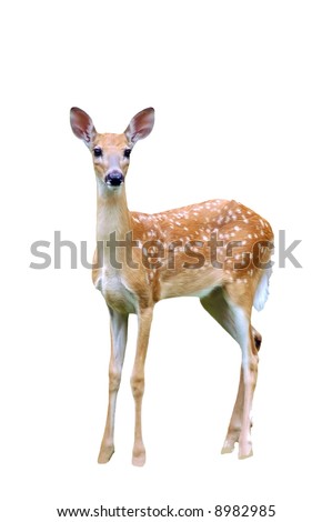 A isolated picture of a fawn deer taken at a forest in indiana