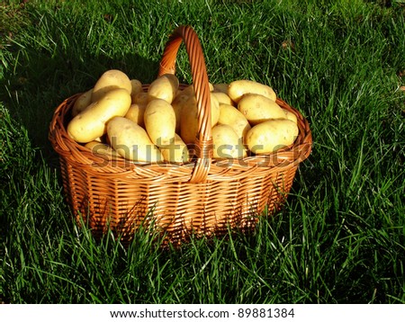 First fresh crop potatoes in wicker basket sitting in grass
