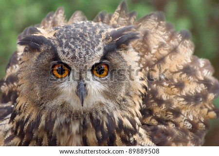 Long eared owl. Picture of a long-eared owl taken in a falconry center near Sibenik in Croatia, Europe. This owl was found with it feathers cut when she was very young.