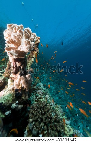 Leathery soft coral in the Red Sea.