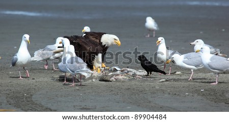 Seagulls, Black bird and  American Bald eagles eats  fish the halibut  on the beach, Alaska, USA