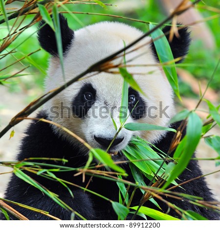 Hungry giant panda bear eating bamboo Royalty-Free Stock Photo #89912200