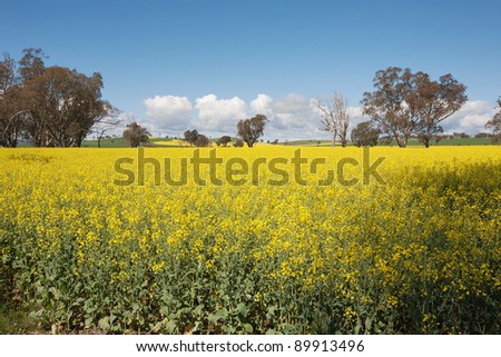 A Canola crop in full bloom provides a sea of vibrant yellow