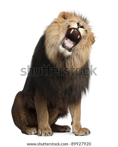 Lion, Panthera leo, 8 years old, roaring in front of white background Royalty-Free Stock Photo #89927920