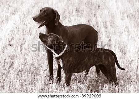 A black and white photo of a retriever bitch dog with her amstaf cub standing proudly in a field of wheat