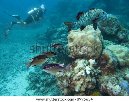 Blue-faced Bridled Spinecheek (Scolopsis bilineatus) and Estuary Cod (Epinephelus coioides) swimming over coral reef, with diver in background.