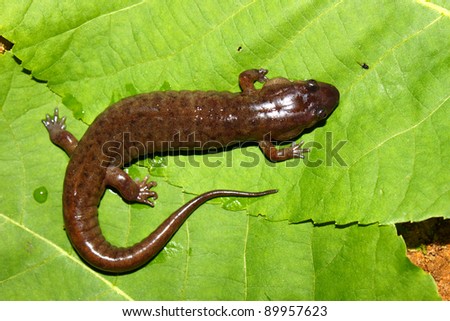 Dusky Salamander (Desmognathus conanti) in the southern United States