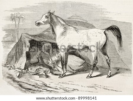 Arab horse old illustration. By unidentified author, published on L'Illustration, Journal Universel, Paris, 1858
