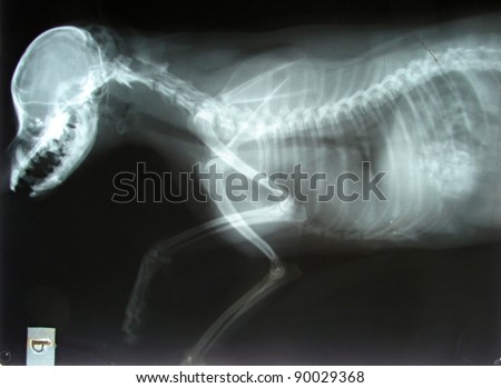 Roentgen picture of chest and head by dog