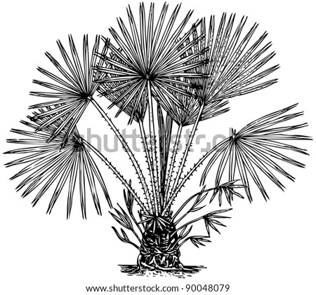 Plant Chamaerops humilis (Mediterranean dwarf Palm) Royalty-Free Stock Photo #90048079