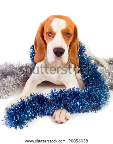 The cute hound and brilliant Christmas ornaments