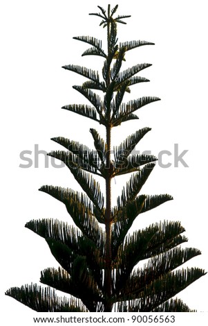 Photo of tree silhouette