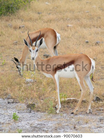Thomson Gazelle, portrait, Etosha National Park