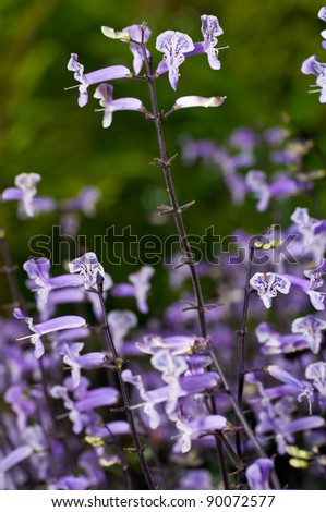 Plectranthus Mona Lavender flowers 