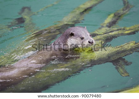 Otter in the water resting on a branch.