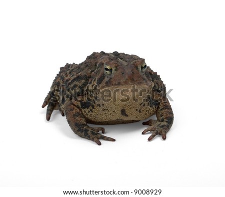 Brown Toad Front