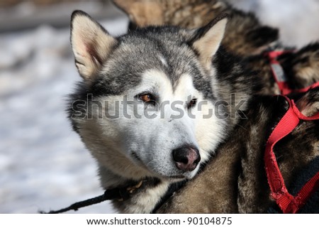 husky dog on alpine mountain in winter