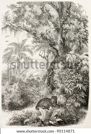 Jaguar resting in the jungle, old illustration. By unidentified author (from the book La Plante by J. Schleiden), published on L'Illustration, Journal Universel, Paris, 1858