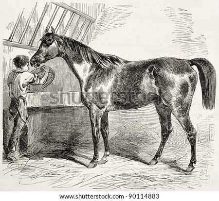 Thoroughbred English horse old illustration. By unidentified author, published on L'Illustration, Journal Universel, Paris, 1858