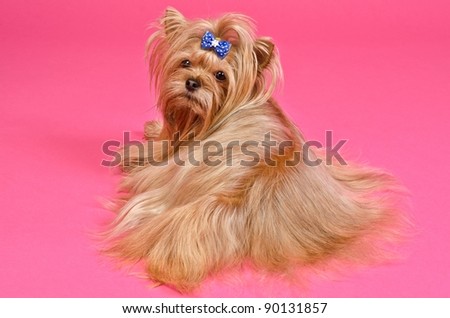 Yorkshire Terrier lying against pink background
