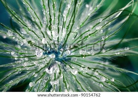 Macro shot of flower head in morning dew. Space colors.
