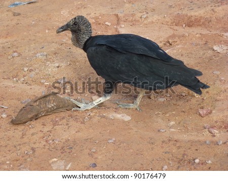 The Black Vulture (Coragyps atratus brasiliensis) also known as the American Black Vulture, is a bird in the New World vulture family.